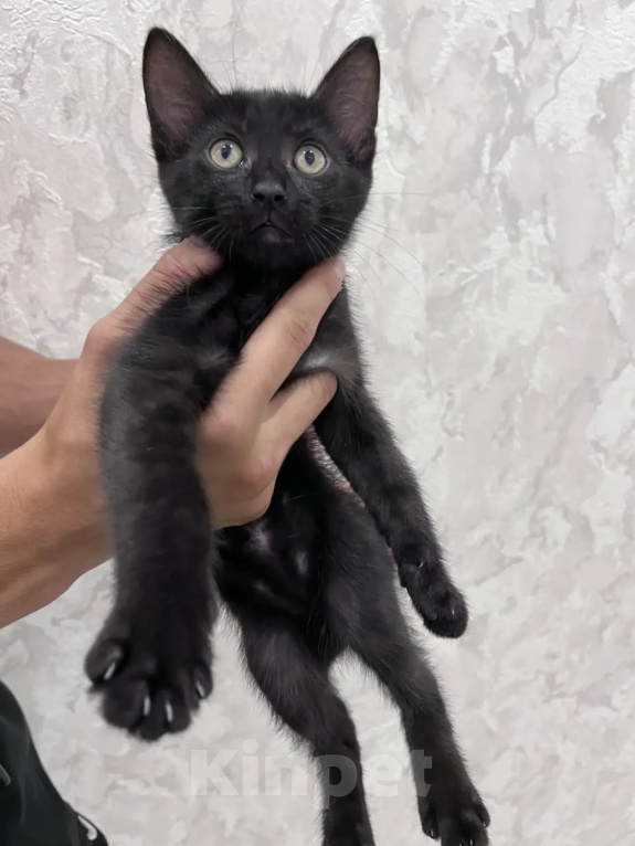 Кошки в Красноярске: Котенок 3 мес. Мальчик, Бесплатно - фото 3