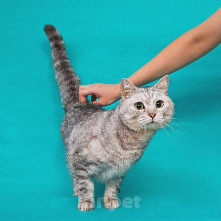 Кошки в Москве: Кошечка Молли в поисках замечательной семьи Девочка, 33 руб. - фото 3