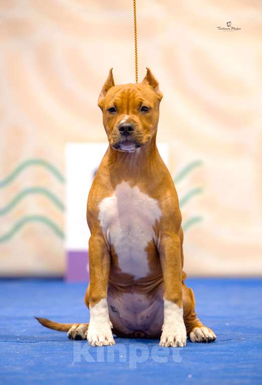 Собаки в Нижнем Новгороде: Девочка Американского стаффордширского терьера  Девочка, 60 000 руб. - фото 2