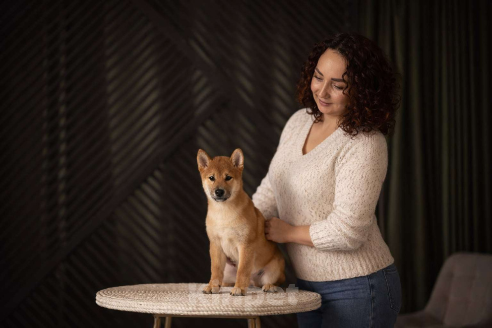 Собаки в Москве: Сиба Ину (щенок) Мальчик, 90 000 руб. - фото 1