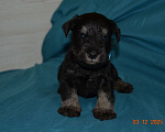 Собаки в Москве: Щенки Цверга черный с серебром. Мальчик, 75 руб. - фото 1