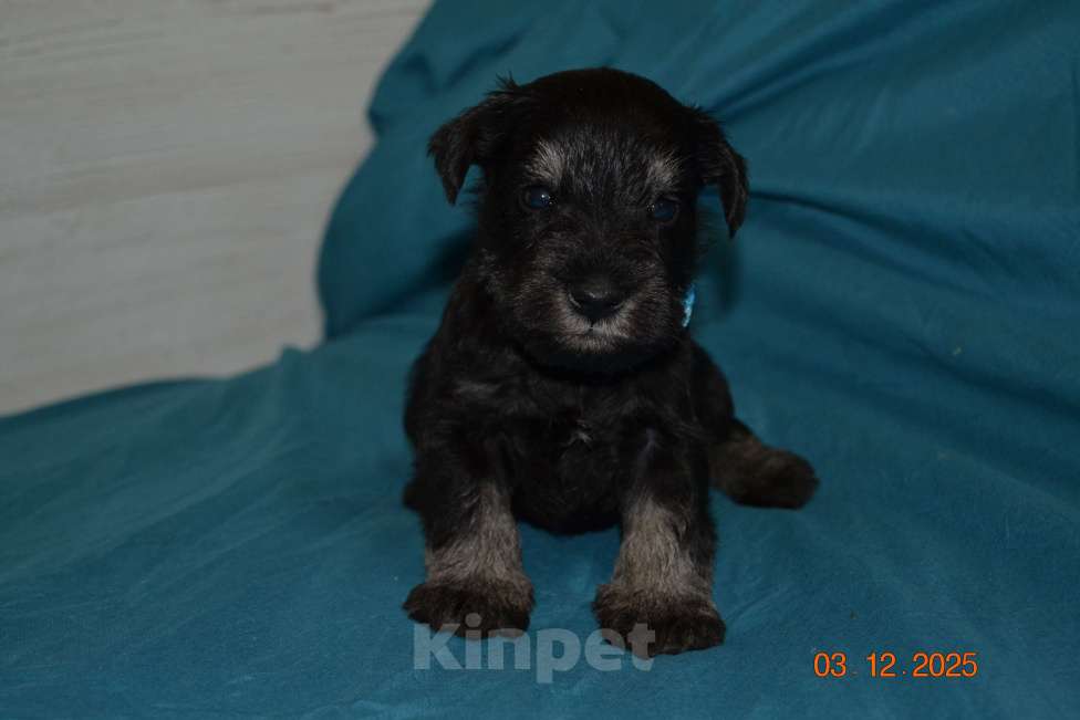 Собаки в Москве: Щенки Цверга черный с серебром. Мальчик, 75 руб. - фото 1