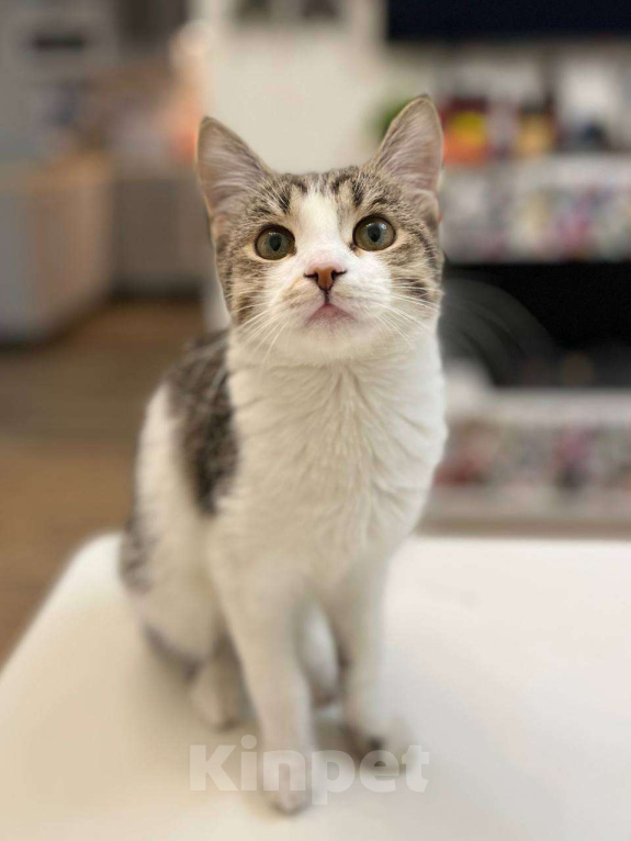 Кошки в Москве: Чудесный котенок Гатс ищет маму и папу Мальчик, Бесплатно - фото 2