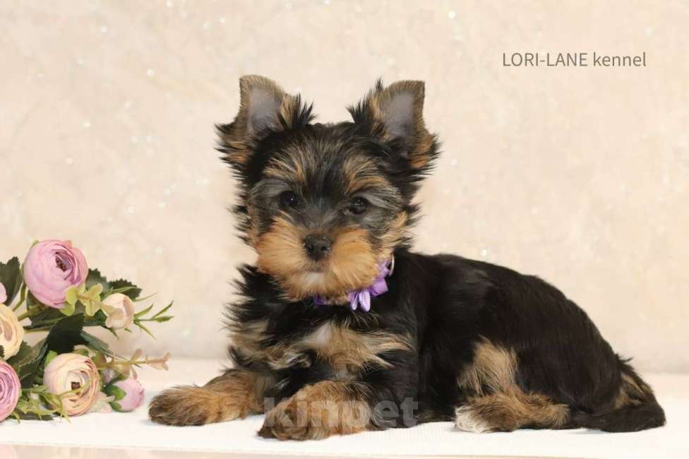 Собаки в Санкт-Петербурге: Йоркширские терьеры Девочка, Бесплатно - фото 1