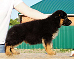 Собаки в Челябинске: щенки немецкой овчарки, 10 000 руб. - фото 1