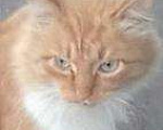 Кошки в Москве: Пушистый солнечный с голубыми глазами кот в дар, Бесплатно - фото 1