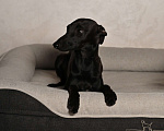 Собаки в Саратове: Левретки щенок Мальчик, 80 руб. - фото 4