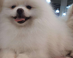 Собаки в Екатеринбурге: вязка шпица белого окраса Мальчик, 15 000 руб. - фото 5