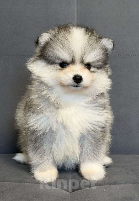 Собаки в Санкт-Петербурге: Девочка помски Девочка, 100 000 руб. - фото 4