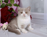 Кошки в Мурином: Британский котик окраса лиловый биколор Мальчик, 30 000 руб. - фото 4