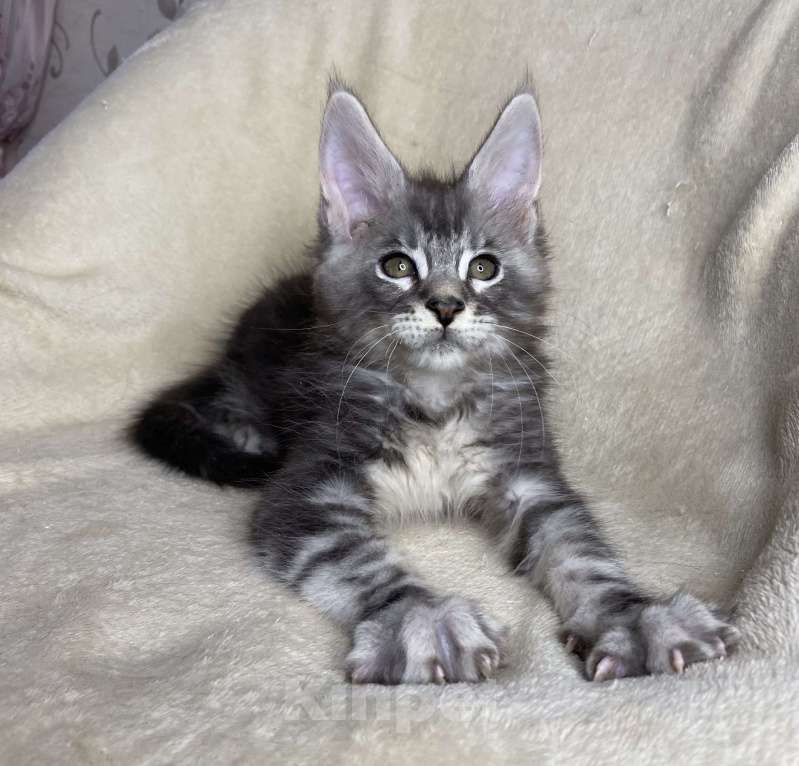 Кошки в Дмитрове: Черный серебристый мраморный мальчик Xavier Мальчик, 40 000 руб. - фото 5