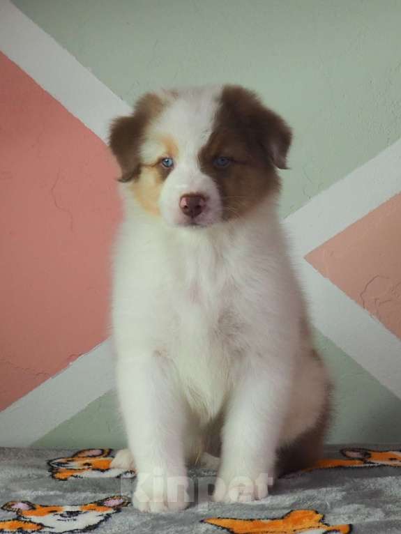 Собаки в Липецке: Австралийская овчарка Мальчик, 100 000 руб. - фото 2