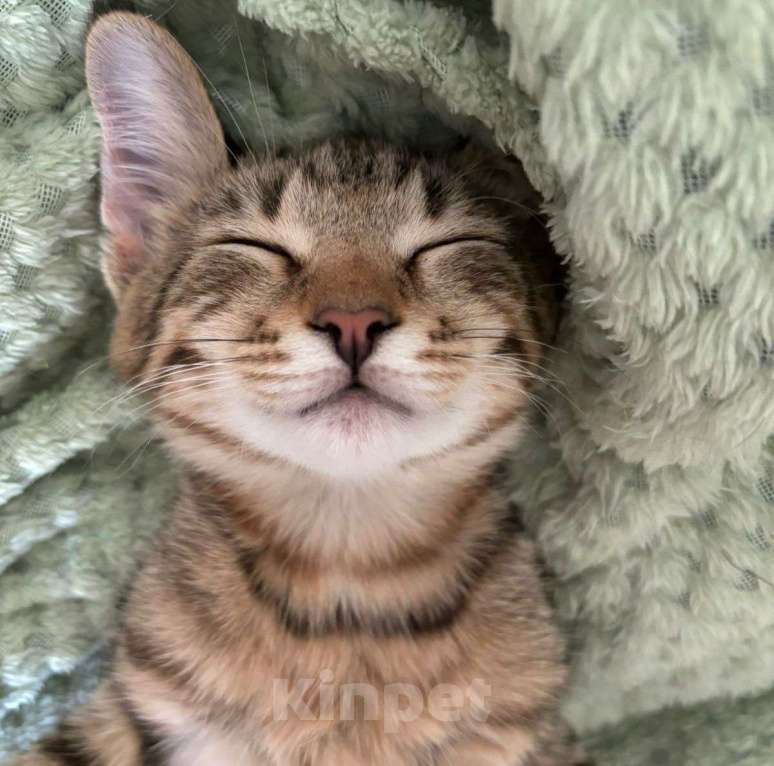 Кошки в Москве: Котенок Марсик спит и видит сон, как его забирают в семью Мальчик, Бесплатно - фото 4