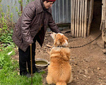 Собаки в Наро-Фоминске: Кавказская овчарка в добрые руки Мальчик, Бесплатно - фото 2