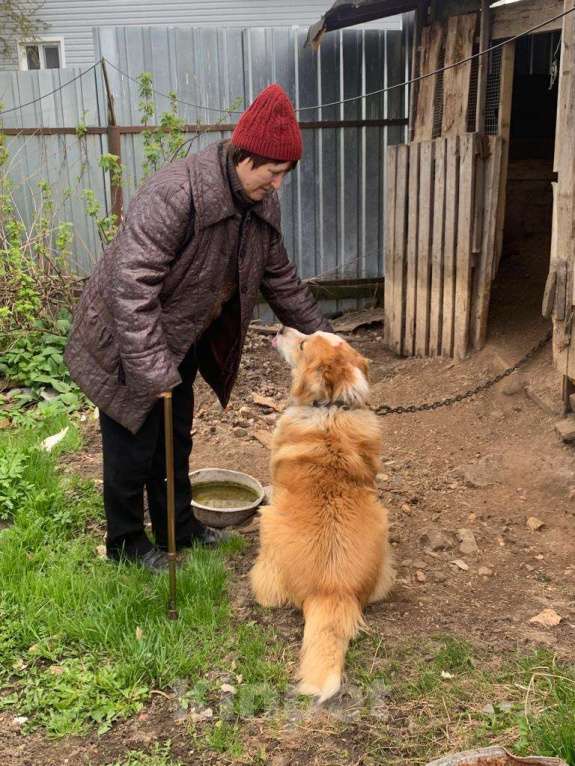 Собаки в Наро-Фоминске: Кавказская овчарка в добрые руки Мальчик, Бесплатно - фото 2