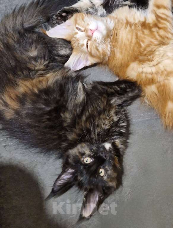 Кошки в Москве: Пресненские котята породы мейн-кун. Амелия Девочка, 50 000 руб. - фото 2