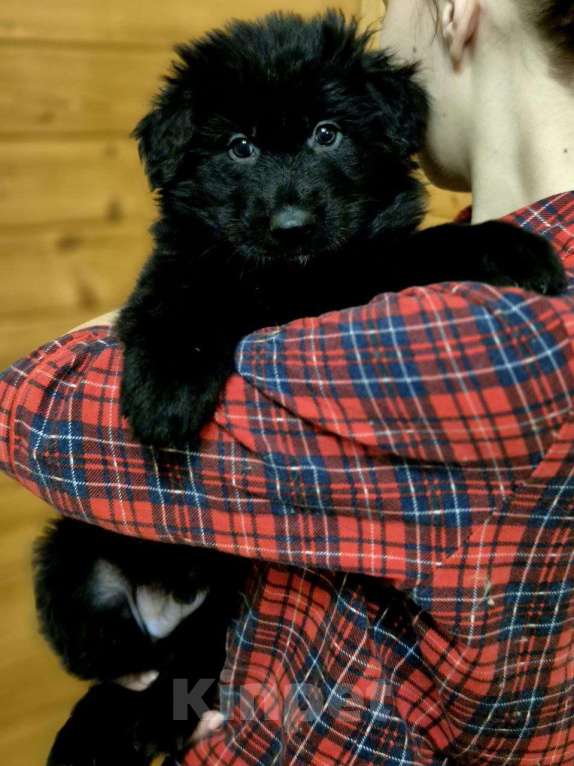 Собаки в других городах Московской области: Немецкая овчарка длинношёрстная Мальчик, 60 000 руб. - фото 3