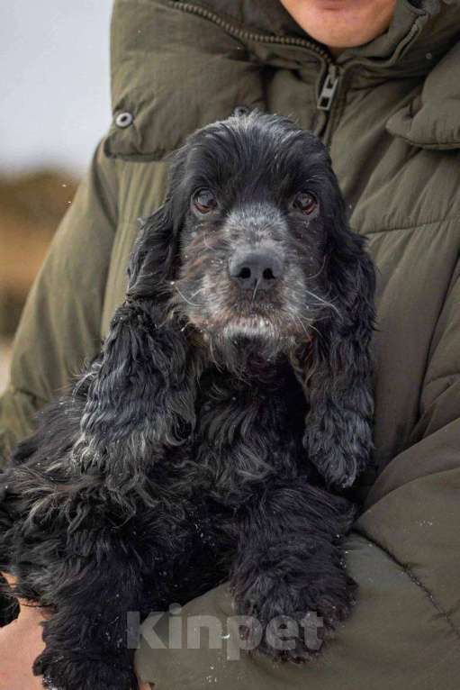 Собаки в Москве: Спаниель пес Терри ищет дом Мальчик, Бесплатно - фото 9