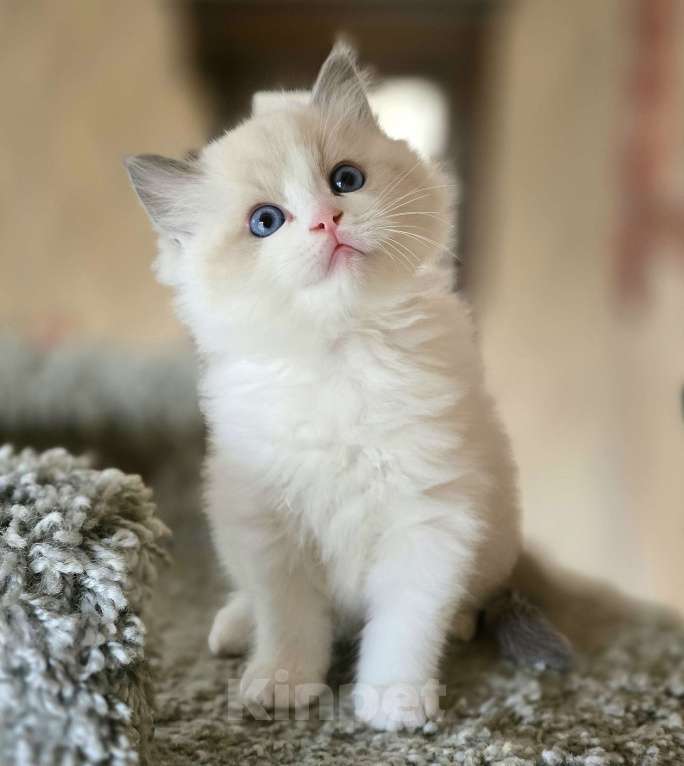 Кошки в других городах Тульской области: IRBIS Casteldolls  Мальчик, Бесплатно - фото 5