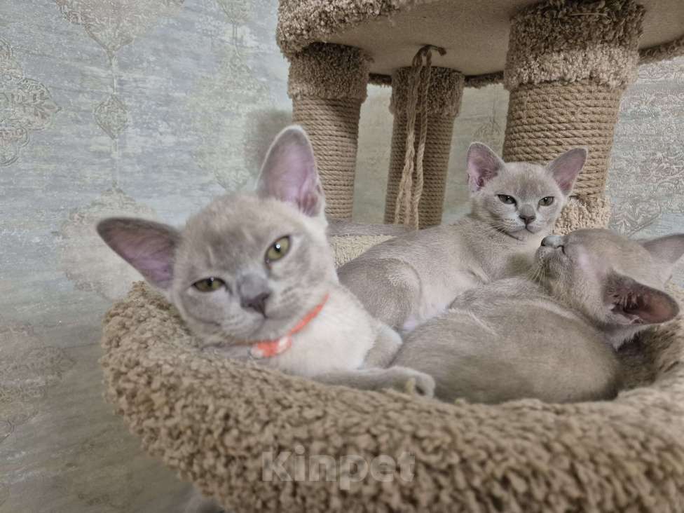 Кошки в Краснодаре: Котята европейской бурмы Мальчик, 55 000 руб. - фото 3