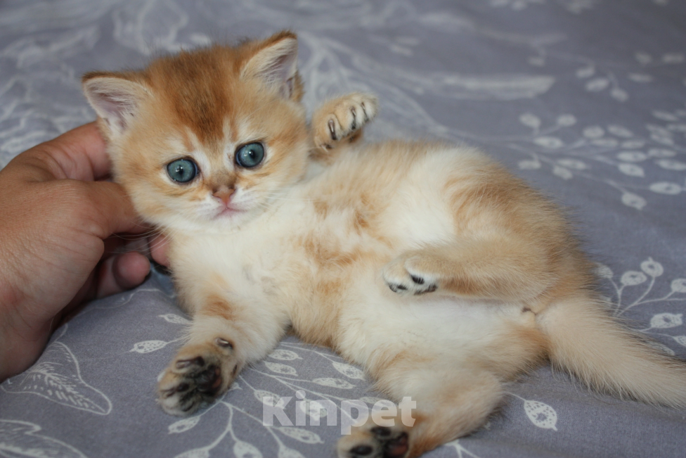 Кошки в Казани: Кошечка  Девочка, 35 000 руб. - фото 3