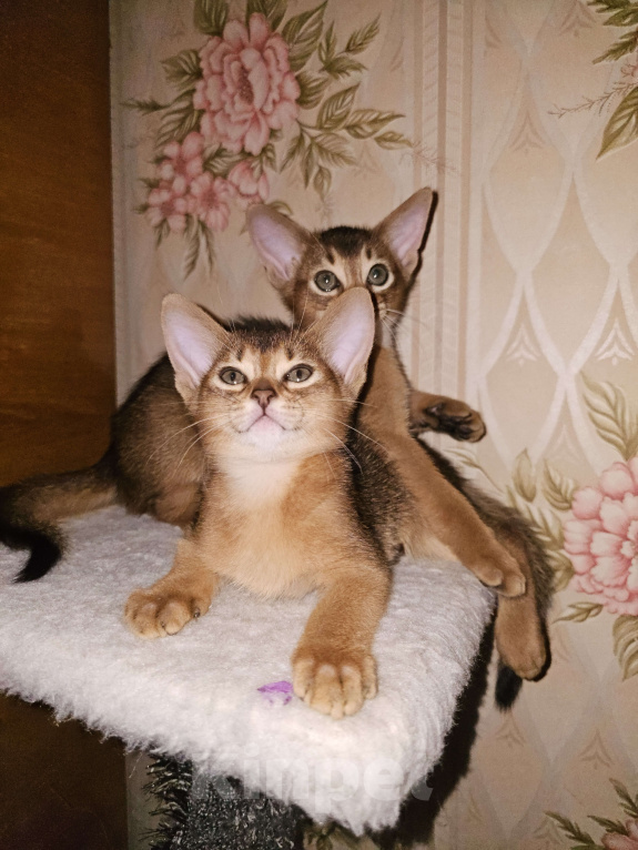 Кошки в Рузе: Абиссинские котята Разнополые, 70 000 руб. - фото 2