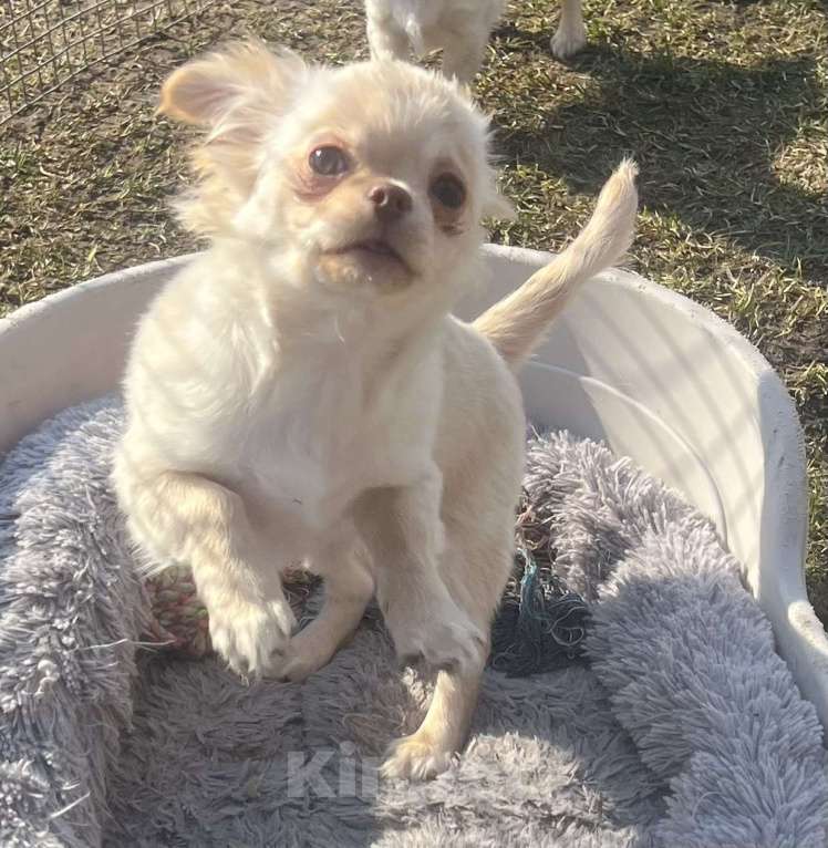 Собаки в Санкт-Петербурге: Питомник предлагает щенка чихуа Девочка, 45 000 руб. - фото 3