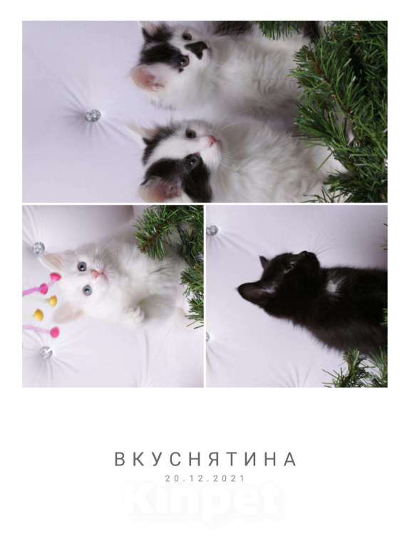Кошки в Ливны: Очаровательные котята, 7 000 руб. - фото 1