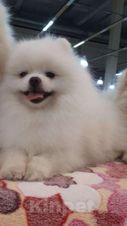 Собаки в Екатеринбурге: вязка шпица белого окраса Мальчик, 15 000 руб. - фото 5