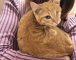 Кошки в Москве: рыжий котенок Солнышко ищет дом Мальчик, 10 руб. - фото 1