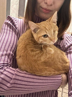 рыжий котенок Солнышко ищет дом