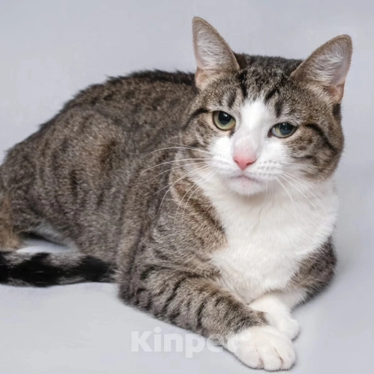 Кошки в Москве: Найда доверилась человеку, а ее избили Девочка, Бесплатно - фото 3