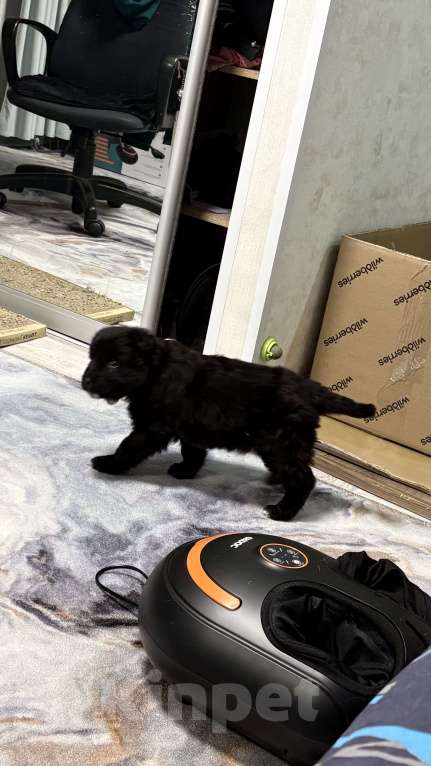 Собаки в Челябинске: Щенки в добрые руки Девочка, Бесплатно - фото 3