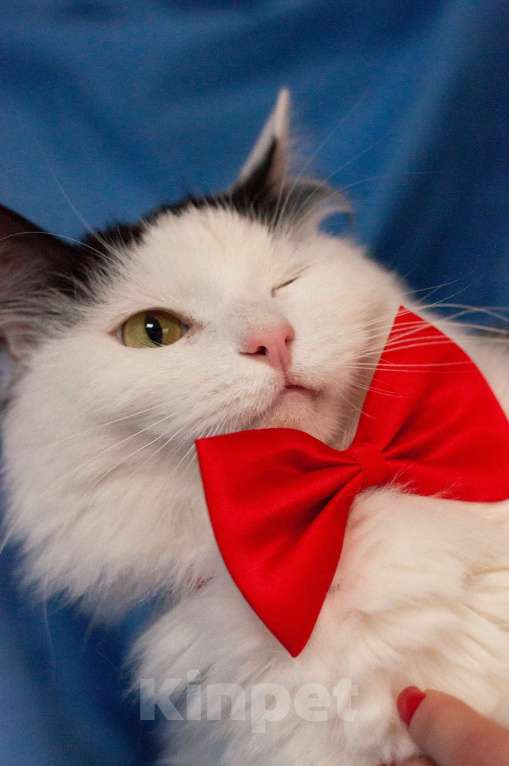 Кошки в Ногинске: Кот,  знающий толк в бабочках, ждет свою семью в приюте Мальчик, Бесплатно - фото 8