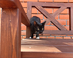 Кошки в Воронеже: Котёнок девочка с доставкой Девочка, Бесплатно - фото 8
