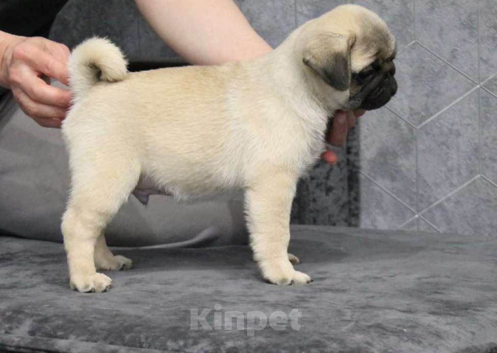 Собаки в Калуге: Щенки мопса Мальчик, 50 000 руб. - фото 5