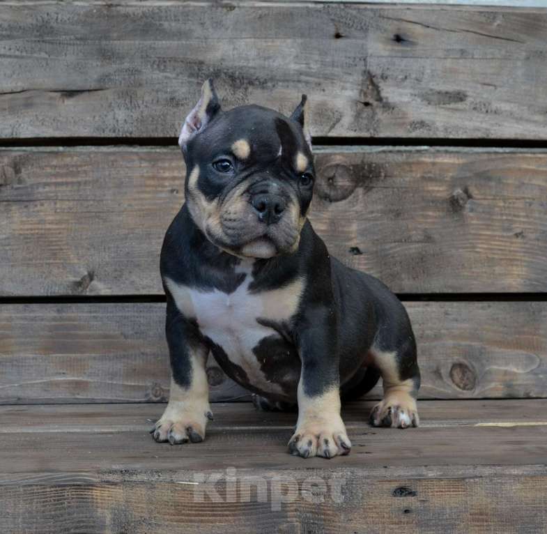 Собаки в Москве: Мальчик Американский булли микро формата Мальчик, Бесплатно - фото 2
