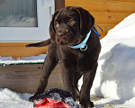 Собаки в Великом Новгороде: Шоколадные малыши лабрадора из племенного питомника Мальчик, 70 000 руб. - фото 5