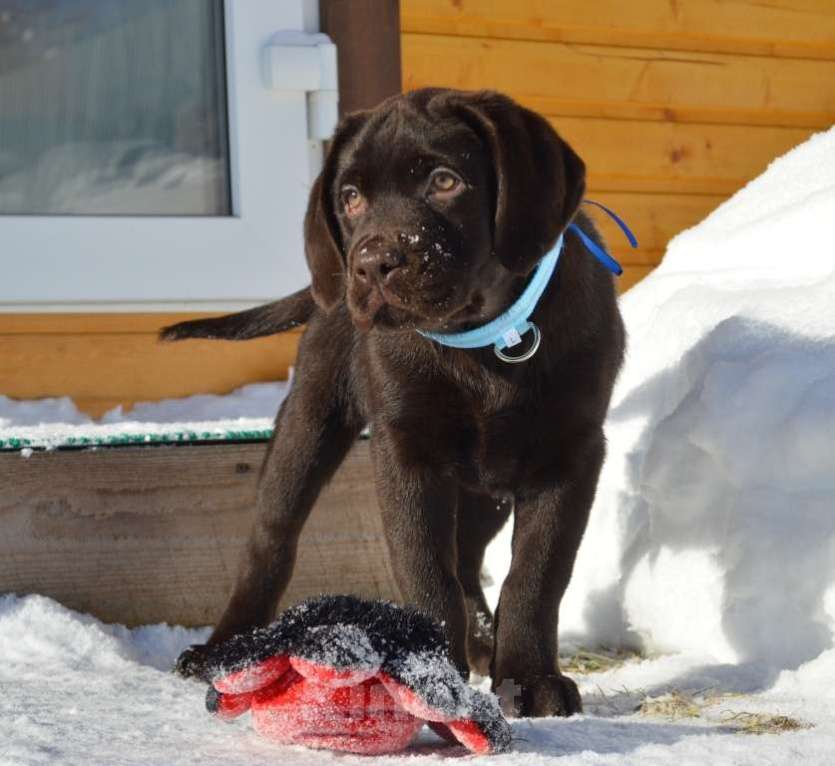 Собаки в Великом Новгороде: Шоколадные малыши лабрадора из племенного питомника Мальчик, 70 000 руб. - фото 5