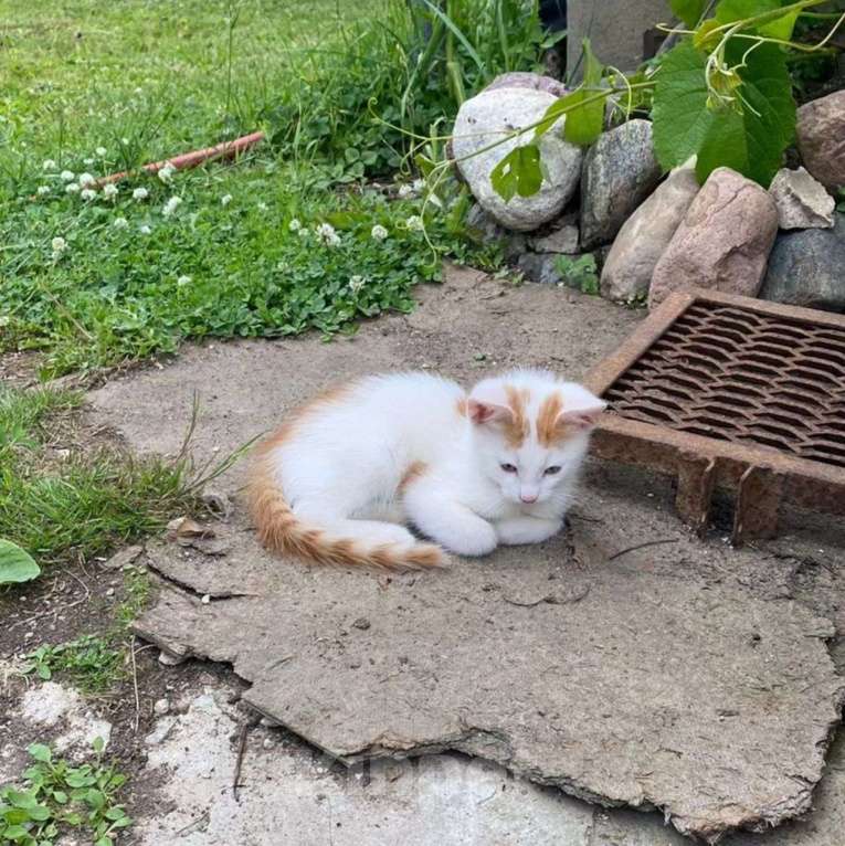 Кошки в Москве: Маленький котенок в добрые руки Мальчик, Бесплатно - фото 5