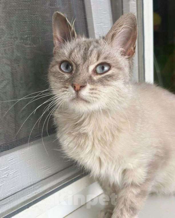 Кошки в Москве: Северина ищет дом Девочка, Бесплатно - фото 2