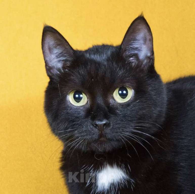 Кошки в Москве: Кошка Маня в добрые руки Девочка, Бесплатно - фото 2