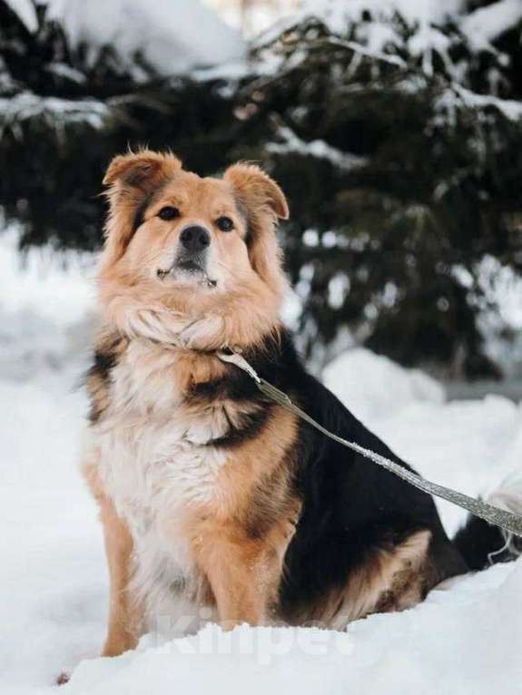 Собаки в Санкт-Петербурге: Пушистая Келли из приюта в добрые руки Девочка, Бесплатно - фото 9