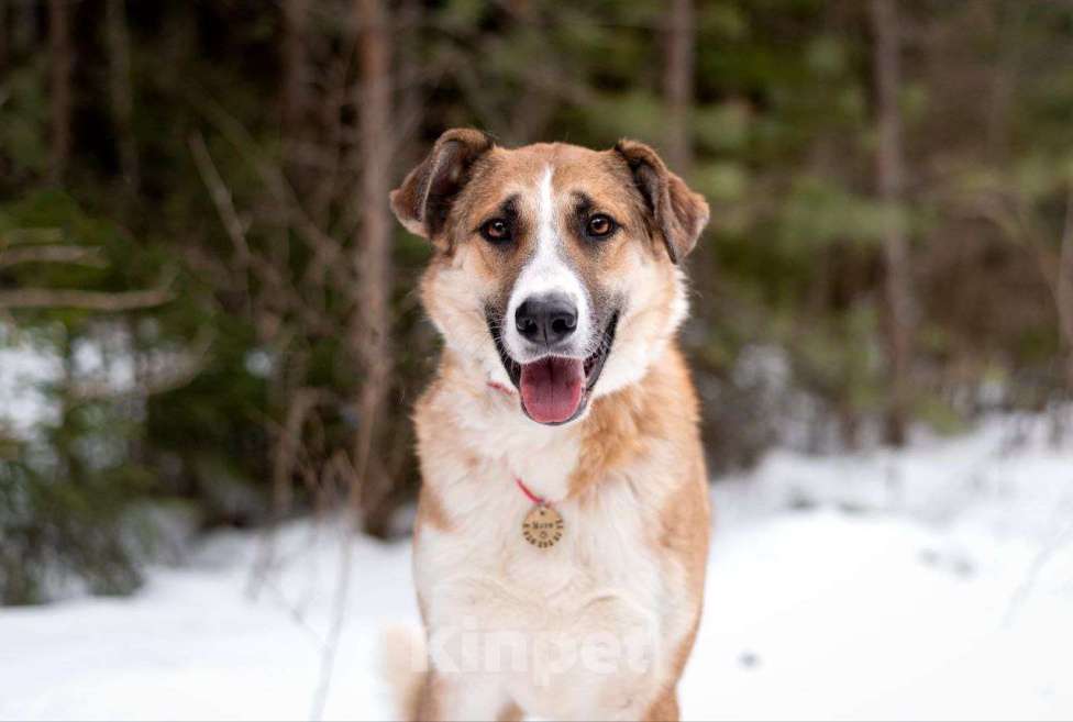 Собаки в Москве: Матильда из мультфильма ищет дом Девочка, Бесплатно - фото 4