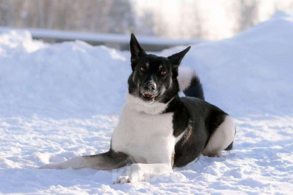 Собаки в других городах Московской области: ❤️ РИЧАРД. ПОСЛЕДНИЙ ИЗ СЕМЕРЫХ...  ГЕРОЙ, КОТОРЫЙ ВЫБРАЛ ЖИЗНЬ! Мальчик, Бесплатно - фото 3