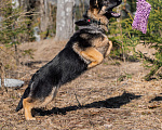Собаки в других городах Московской области: Щенок немецкой овчарки рабочего разведения Девочка, 80 000 руб. - фото 5