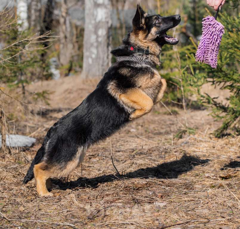 Собаки в других городах Московской области: Щенок немецкой овчарки рабочего разведения Девочка, 80 000 руб. - фото 5