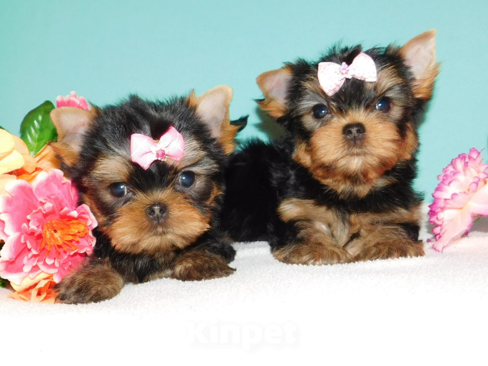 Собаки в Зеленограде: Йоркширский терьер мальчики, мелкий стандарт Мальчик, 30 000 руб. - фото 3