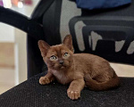 Кошки в Ступино: Бурманские котята Девочка, 25 000 руб. - фото 1