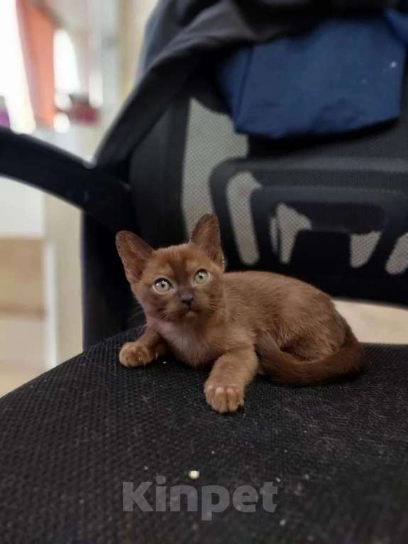 Кошки в Ступино: Бурманские котята Девочка, 25 000 руб. - фото 1